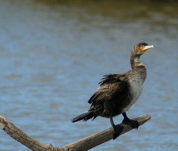 macchia grande e i suoi cormorani (almeno credo)